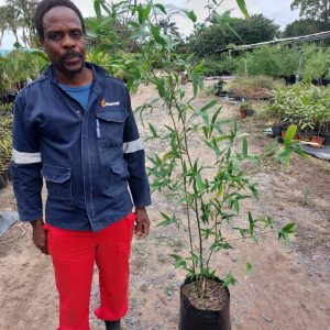 Bambusa Balcooa 20lt