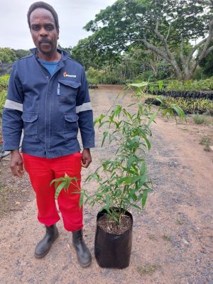 Bambusa Vulgaris Wamin 20lt