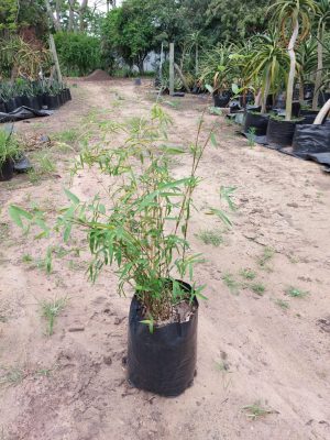 Bambusa Golden Goddess 20lt