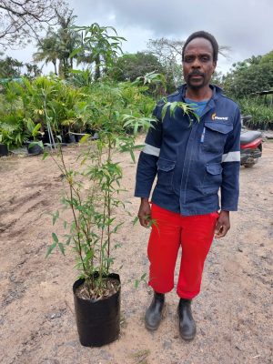 Bambusa Tuldoides 20lt