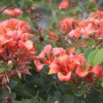 Bauhinia Galpinii 20lt