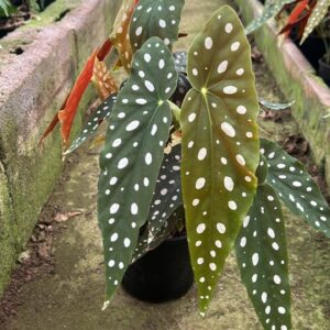 Begonia Polka Dots 14cm pot