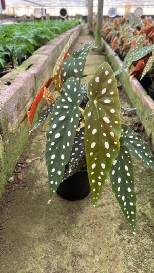 Begonia Polka Dots 14cm pot