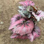 Begonia Rex 15cm Pot Mixed Colours