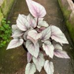 Begonia Rex 15cm Pot Mixed Colours