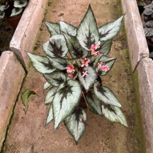 Begonia Rex 15cm Pot Mixed Colours