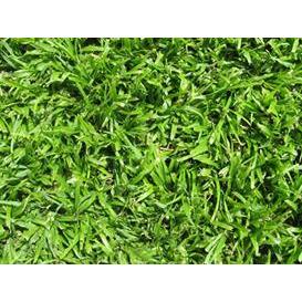 Berea-Grass-LM-Plug-Tray.jpg Berea Grass (LM) Plug Tray