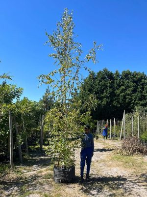 Betula Pendula Alba 125lt