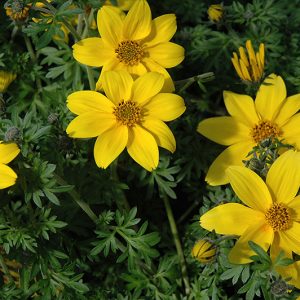 Bidens Yellow Charm 14cm Pot