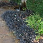 Ophiopogon Nigrescens 15cm Pot