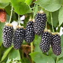 Blackberry Karaka