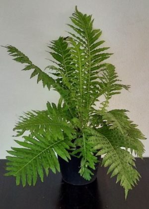 Blechnum Silver Lady 15cm Pot