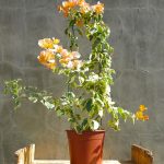 Boug_delta_dawn_22cm_1-scaled-1.jpg Bougainvillea Delta Dawn 10lt