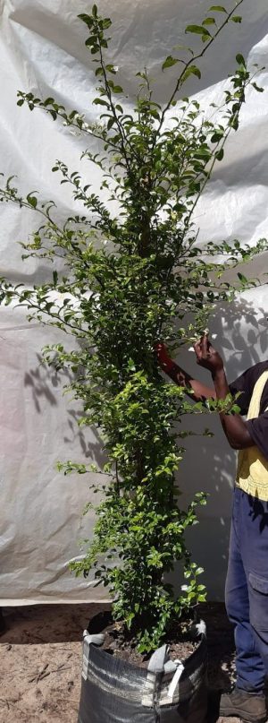 Bougainvillea 'Alba' White 70lt