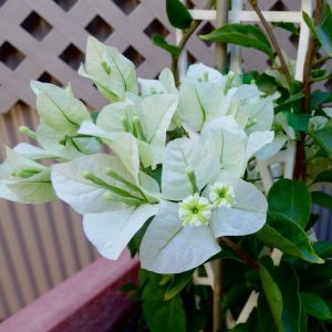 Bougainvillea Alba 10lt