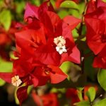 Bougainvillea Beryl's Red 10lt