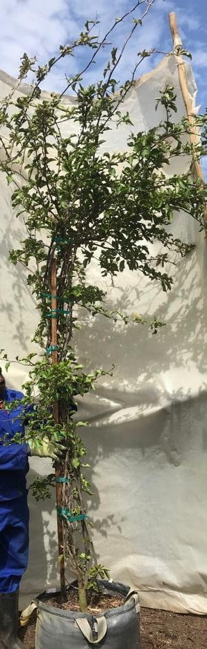 Bougainvillea 'Blondie' 70lt