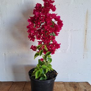 Bougainvillea-Brilliant-scaled-1.jpg Bougainvillea Brilliant 21cm Pot