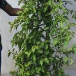 Bougainvillea 'Coconut Ice' 70lt