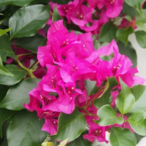 Bougainvillea-Crimson-Jewel-10lt.jpg Bougainvillea Crimson Jewel 10lt