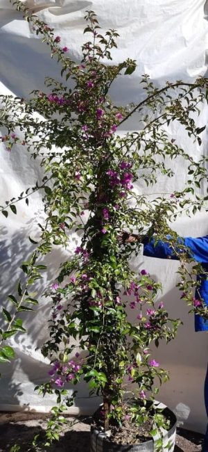 Bougainvillea 'Cypheri' 70lt