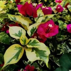 Bougainvillea-Dauphine-10lt.jpg Bougainvillea Dauphine 10lt