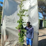 Bougainvillea Donyo 70lt