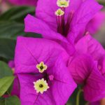 Bougainvillea Elizabeth 10lt