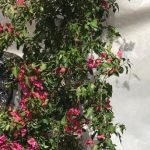 Bougainvillea 'Indian flame' 70lt