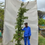 Bougainvillea Killie Campbell 70lt