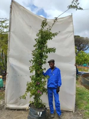 Bougainvillea Killie Campbell 70lt