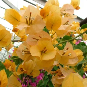 Bougainvillea-Lady-Mary-Baring-10lt.webp Bougainvillea Lady Mary Baring 10lt