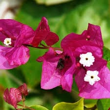 Bougainvillea Magnifica 20lt