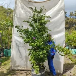 Bougainvillea Magnifica 70lt