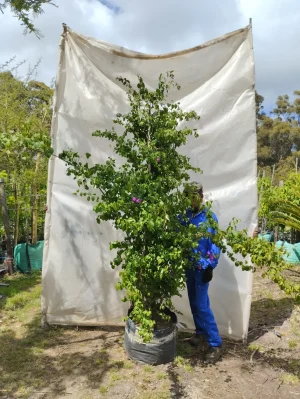 Bougainvillea Magnifica 70lt