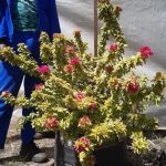 Bougainvillea 'Pixie Queen' 70lt