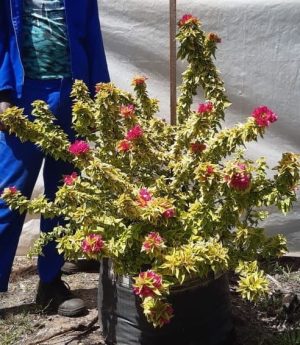 Bougainvillea 'Pixie Queen' 70lt
