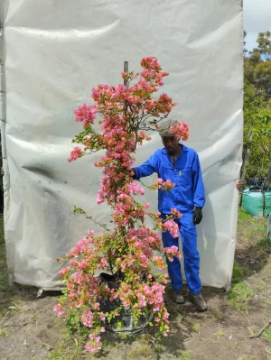 Bougainvillea Rosenka 70lt