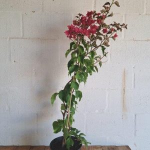 Bougainvillea-Scarlett-o-Hara-.jpg Bougainvillea Scarlett O'Hara 21cm Pot