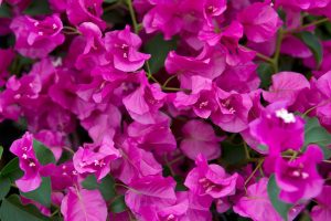Bougainvillea Temple Fire 20lt