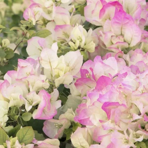 Bougainvillea-Yanis-Delight-10lt.webp Bougainvillea Yani's Delight 10lt