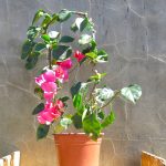 Bougainvillea 'Barbara Karst' 10lt