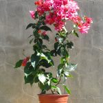Bougainvillea Blondie 10lt