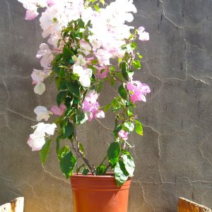 Bougainvillea-coconut-ice.jpg Bougainvillea Coconut Ice 10lt