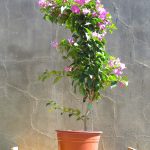 Bougainvillea Cypherii 10lt