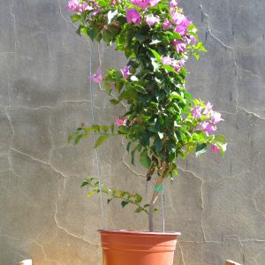 Bougainvillea-cypherii-1.jpg Bougainvillea Cypherii 10lt