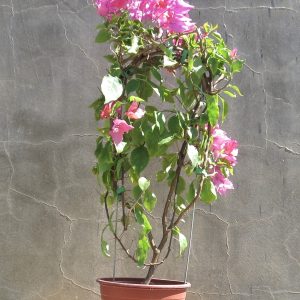 Bougainvillea-indian-flame-1.jpg Bougainvillea Indian Flame 10lt