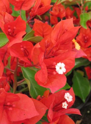 Bougainvillea Indian Flame Lollipop/Standard 10lt
