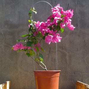 Bougainvillea-red-glory.jpg Bougainvillea Red Glory 10lt