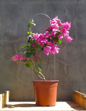 Bougainvillea-red-glory.jpg Bougainvillea Red Glory 10lt